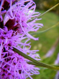 Close-up of purple flowers