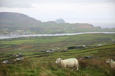 Sheep on green mountains against sky