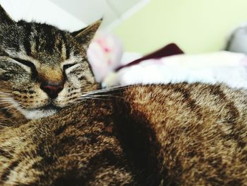 Close-up of cat relaxing on bed at home