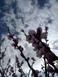 Low angle view of cherry blossoms against cloudy sky