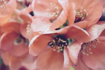 Close-up of hand holding pink flower