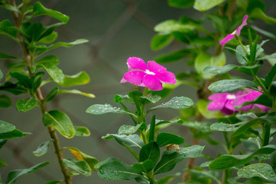 Close-up of pink flowers blooming outdoors