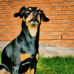 Portrait of a dog