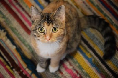 High angle portrait of cat by kitten