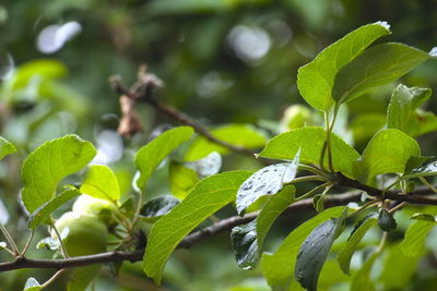 Close-up of plants