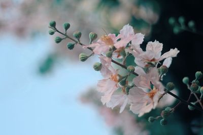 Close-up of flowers on branch