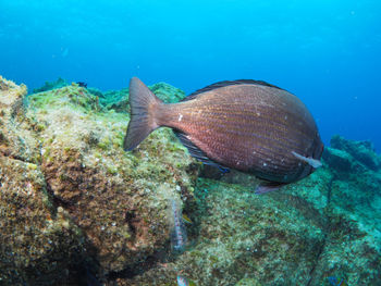 Fish swimming in sea