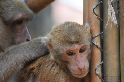 Close-up of monkey in monkey cave, chiang rai, thailand