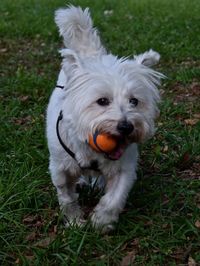 Portrait of dog on grassy field