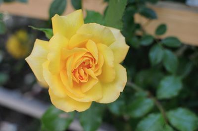 Close-up of yellow rose