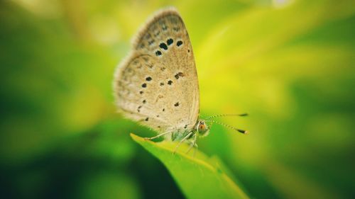 Close-up of butterfly perching on plant