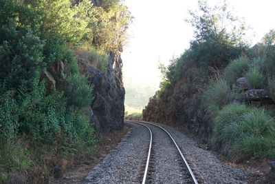 Empty road along trees and plants