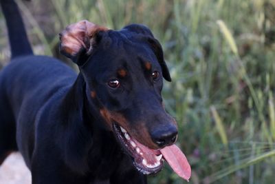 Close-up of black dog