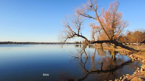 bare tree