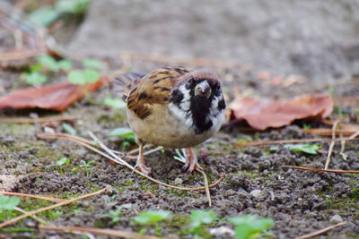 Close-up of bird on field