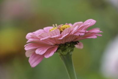 Close-up of pink flower