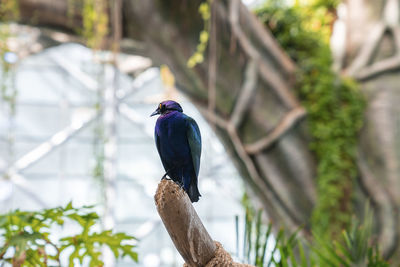 Grackle bird perched on wooden branch against large tree in zoo