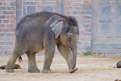 View of elephant in zoo