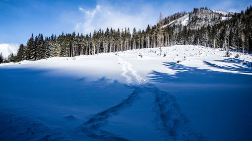 Panoramic view of pine trees on snowcapped mountain against sky