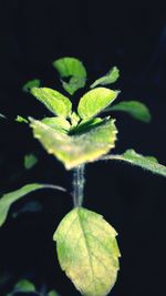 Close-up of fresh green leaf against black background