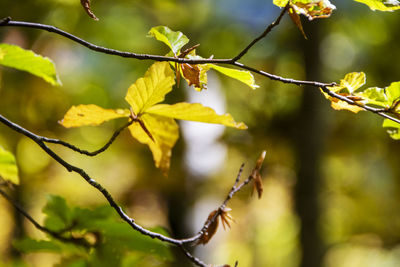 Close-up of leaves on tree