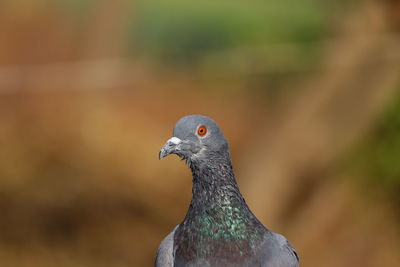 Royalty free pigeon image, full hd background, pigeon bird