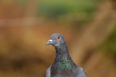 Close-up of a bird looking away