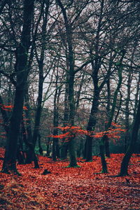 Trees in forest during autumn