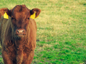 Portrait of cow on field