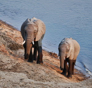 Elephant drinking water