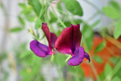 Close-up of flower blooming outdoors