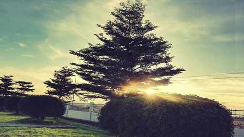 Scenic view of grassy field against sky at sunset