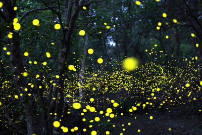 Close-up of wet yellow illuminated street during rainy season