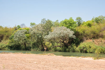 Trees on field against clear sky