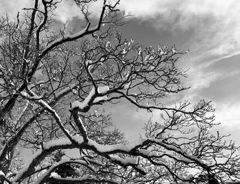 Low angle view of bare tree against sky