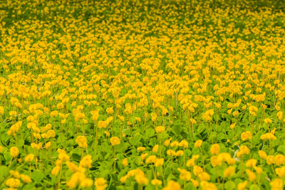 Full frame shot of oilseed rape field