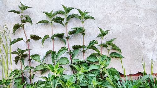 Close-up of plants growing on wall