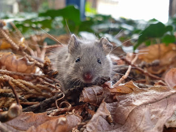 Mouse in the leaves