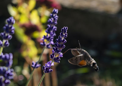 Close-up of bug pollinating on lavender