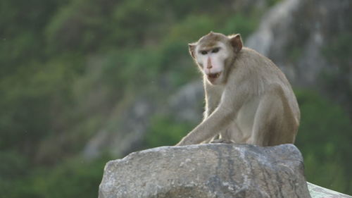 Lion looking away on rock