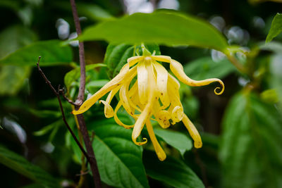 Close-up of yellow flowering plant