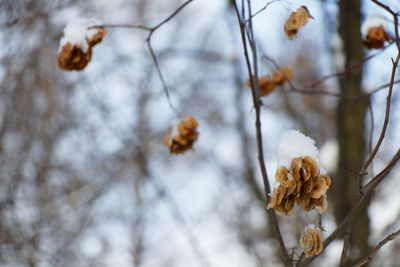 Close-up of wilted plant during winter