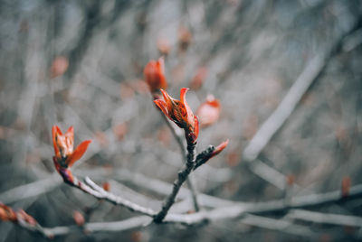 Close-up of red flower on plant