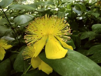 Close-up of yellow flower blooming outdoors