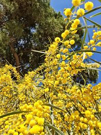 Low angle view of yellow flower tree against sky