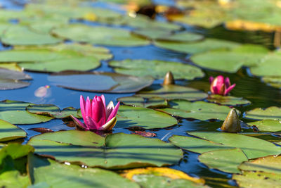 Pink water lily star flower in an artificial pond. strasbourg, alsace, france, europe.