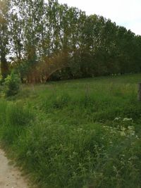 Scenic view of trees on field against sky