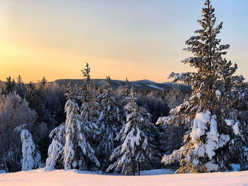 Snow covered land and trees against sky during sunset