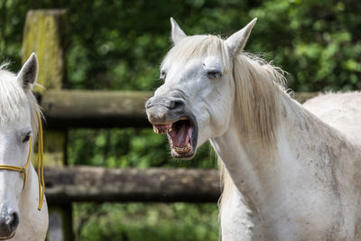 Horse in ranch