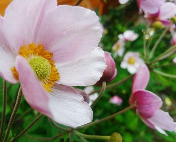 Close-up of pink flower blooming outdoors